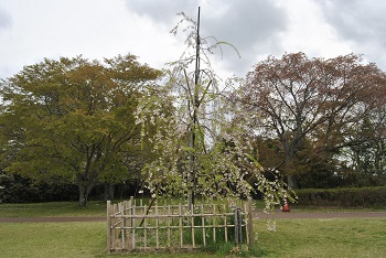 紅シダレザクラ