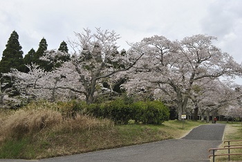 お花見広場入り口