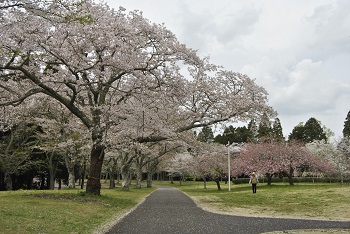お花見広場