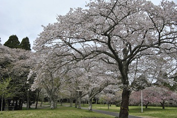 お花見広場