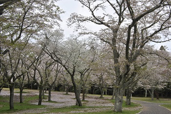 お花見広場