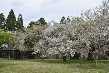 お花見広場