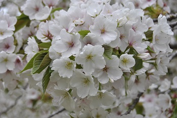 お花見広場