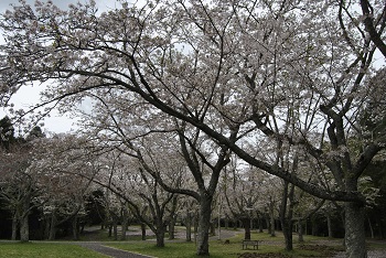 お花見広場