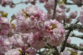 お花見広場