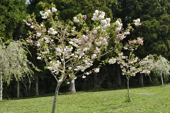 お花見広場