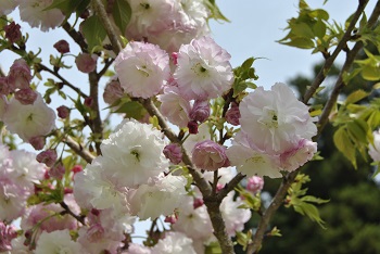 お花見広場