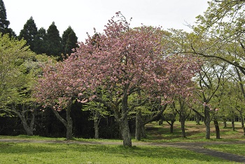 お花見広場