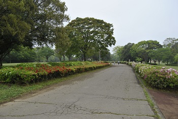 太陽の広場（園路）