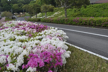 園路沿い