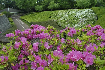 サイクリングコース