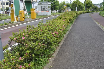 第2駐車場手前園路