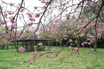 お花見広場（四阿付近）