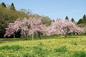 お花見広場