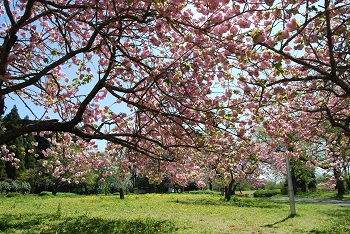 お花見広場