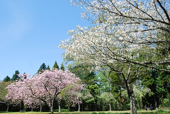 お花見広場