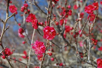 紅梅