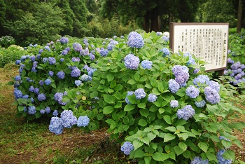 展望台付近の様子