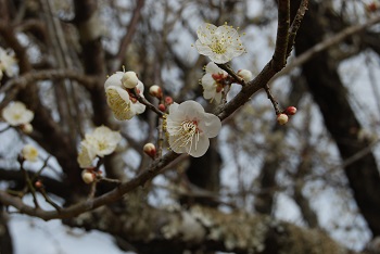 八重の白梅