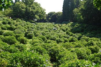 落葉広葉樹林側からの様子