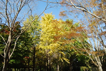 市町村の森