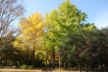 市町村の森
