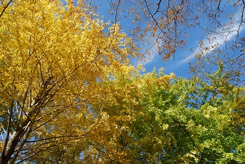 市町村の森