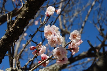 八重咲き