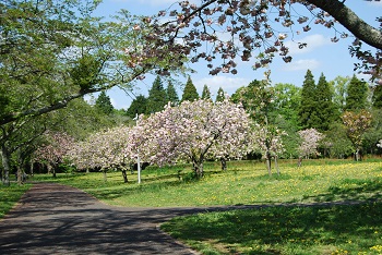 お花見広場
