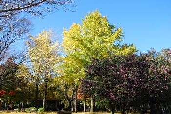 市町村森