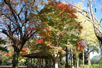 市町村森