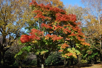 市町村森