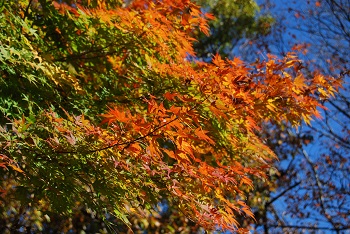市町村森