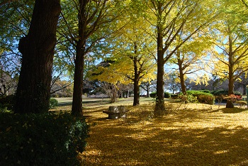 お花見広場手前