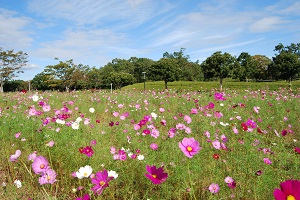 花畑