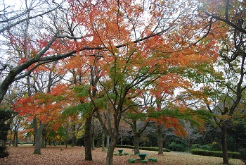 市町村の森