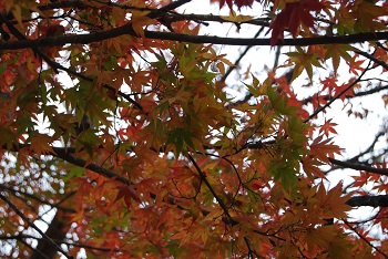 市町村の森