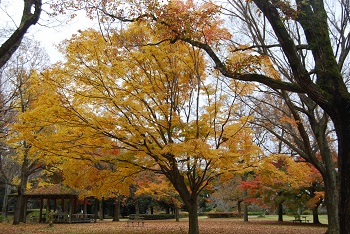 市町村の森