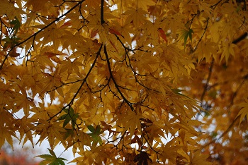 市町村の森
