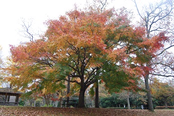 市町村の森