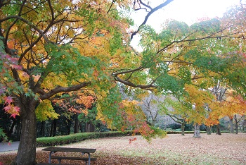 市町村の森