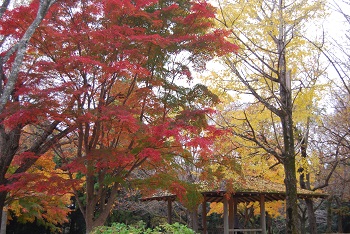 市町村の森