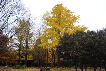 市町村の森
