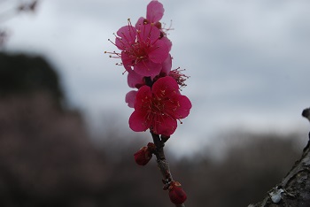大盃
