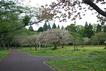 お花見広場