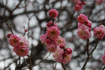 桜鏡