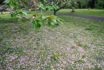 サトザクラの花びら