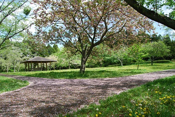 お花見広場