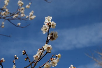 一重咲き（白）