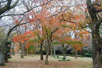 市町村の森